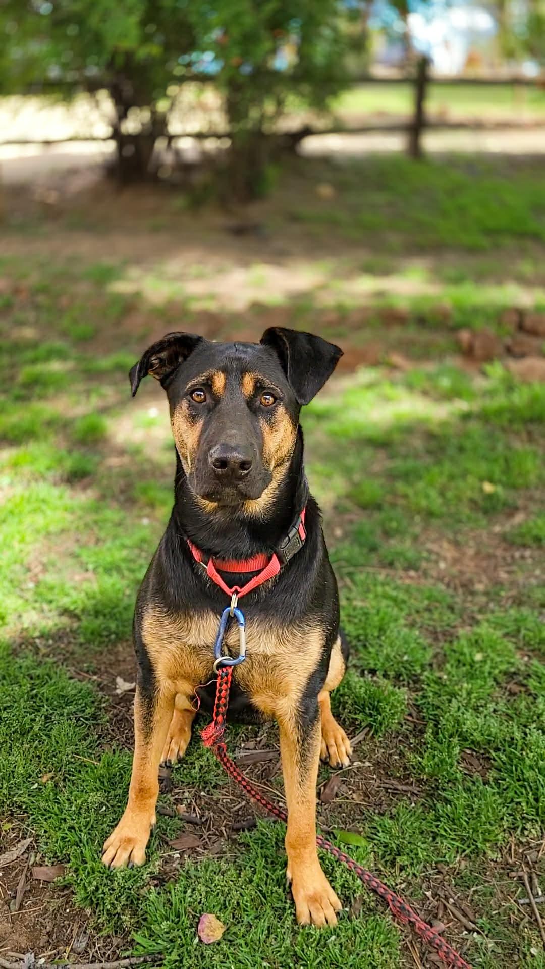 Enlarge Pacha, a Adoptable mixed breed in Temecula, CA image 1/6