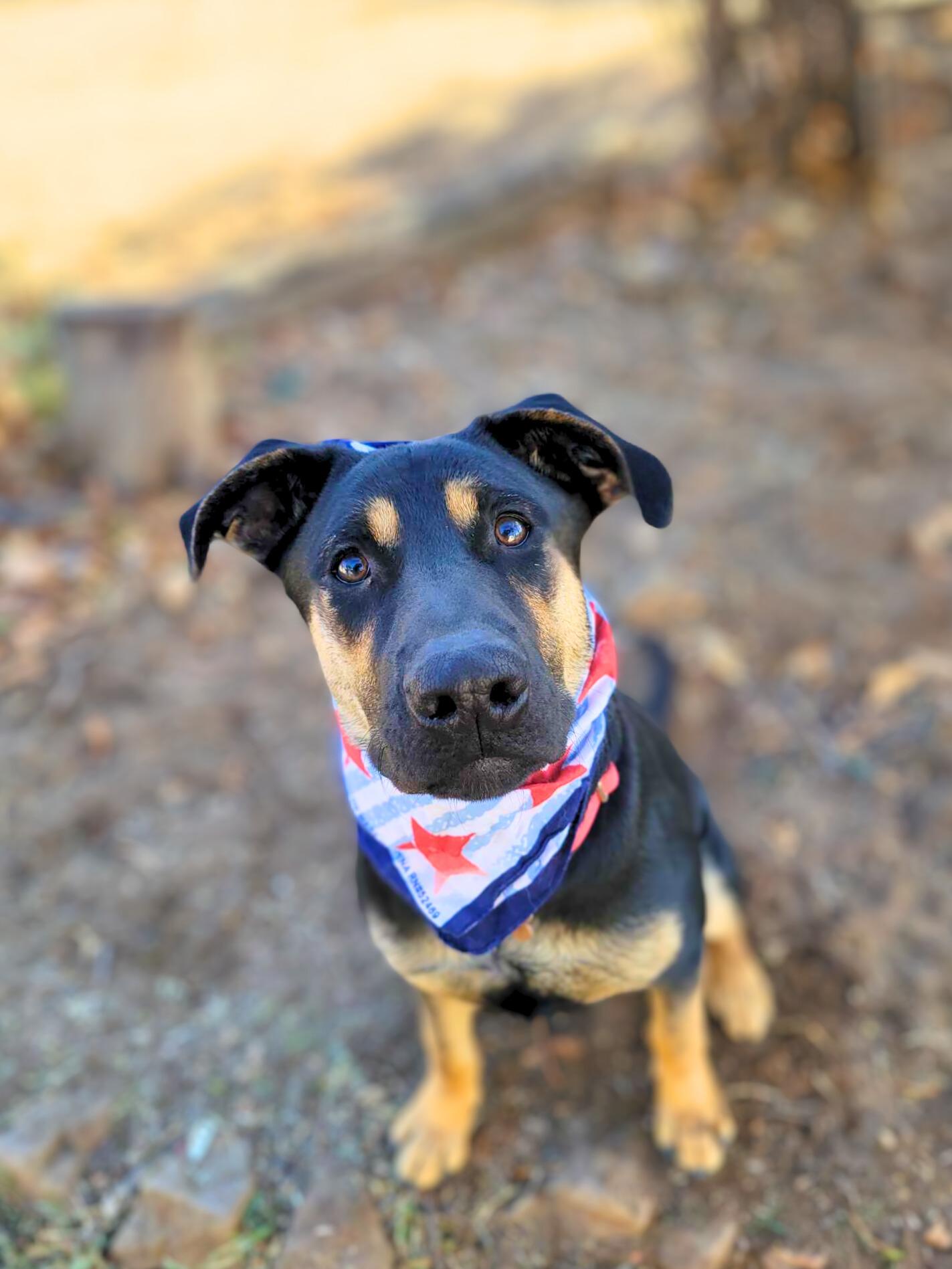 Enlarge Pacha, a Adoptable mixed breed in Temecula, CA image 4/6