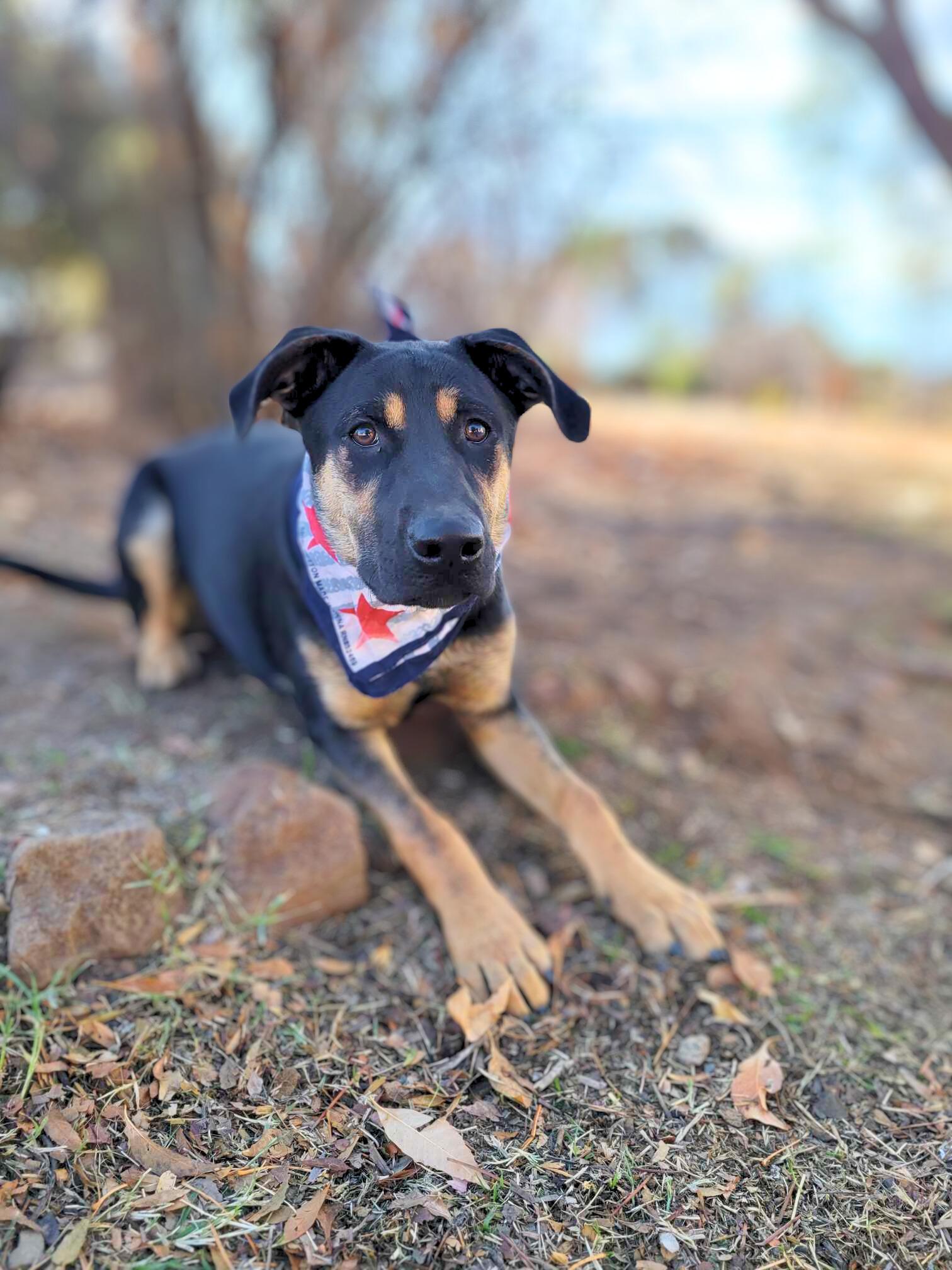 Enlarge Pacha, a Adoptable mixed breed in Temecula, CA image 5/6