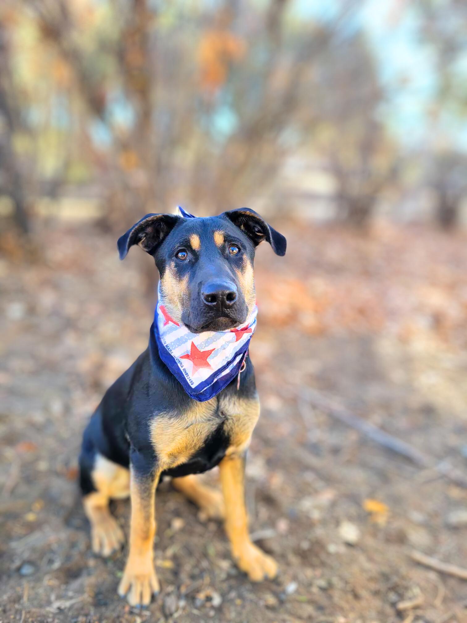 Enlarge Pacha, a Adoptable mixed breed in Temecula, CA image 2/6