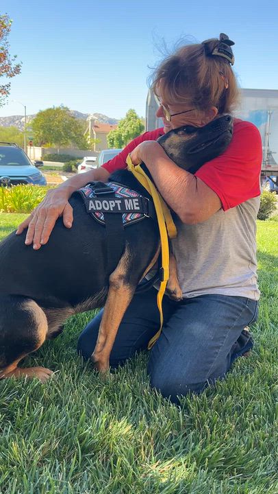 Enlarge Pacha, a Adoptable mixed breed in Murrieta, CA video 6/6
