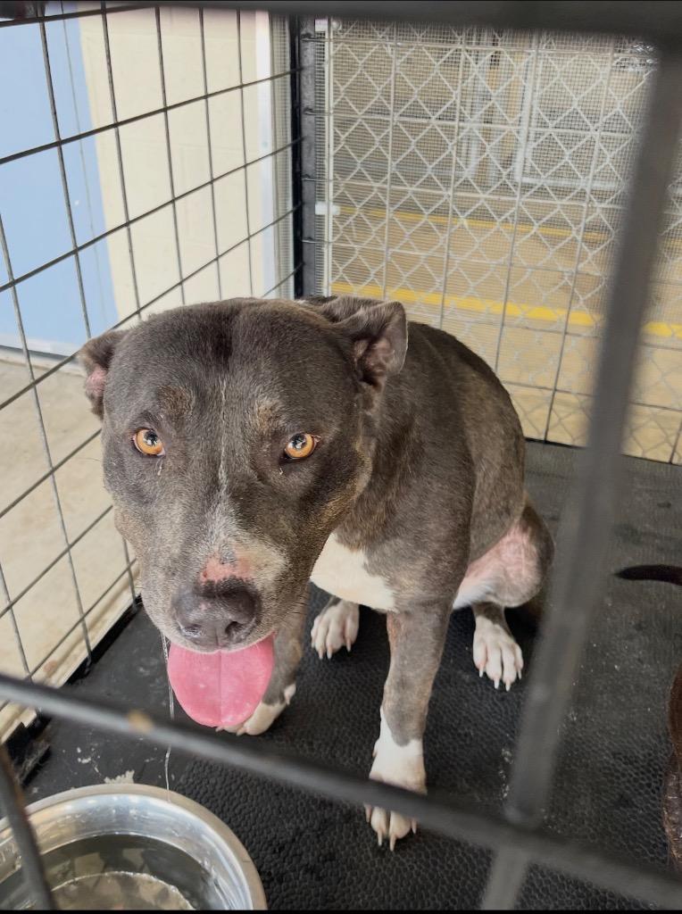 Shrimp Tempura, Adoptable, Young Female Pit Bull Terrier.