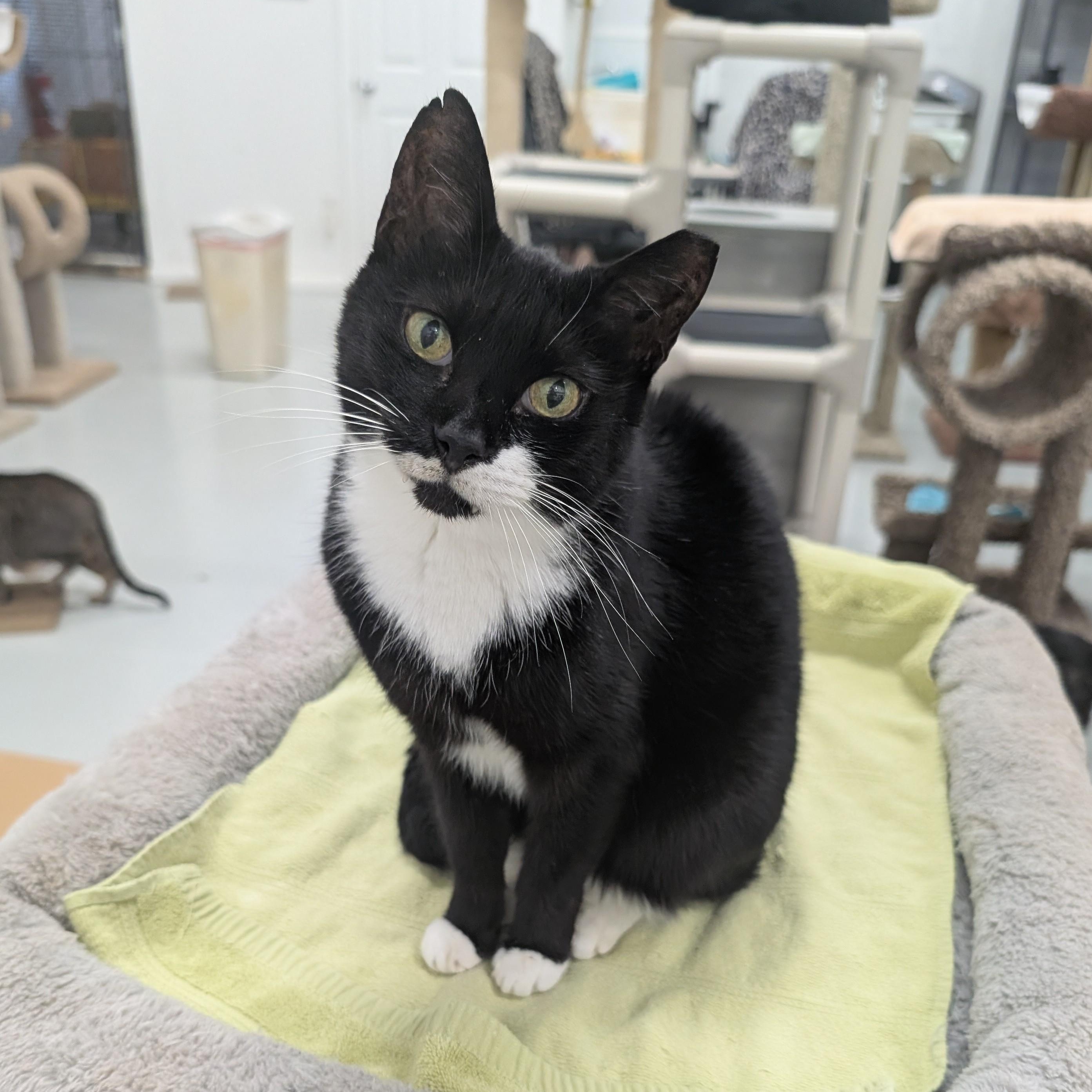 Princess Leia, Adoptable, Young Female Tuxedo & Domestic Short Hair.