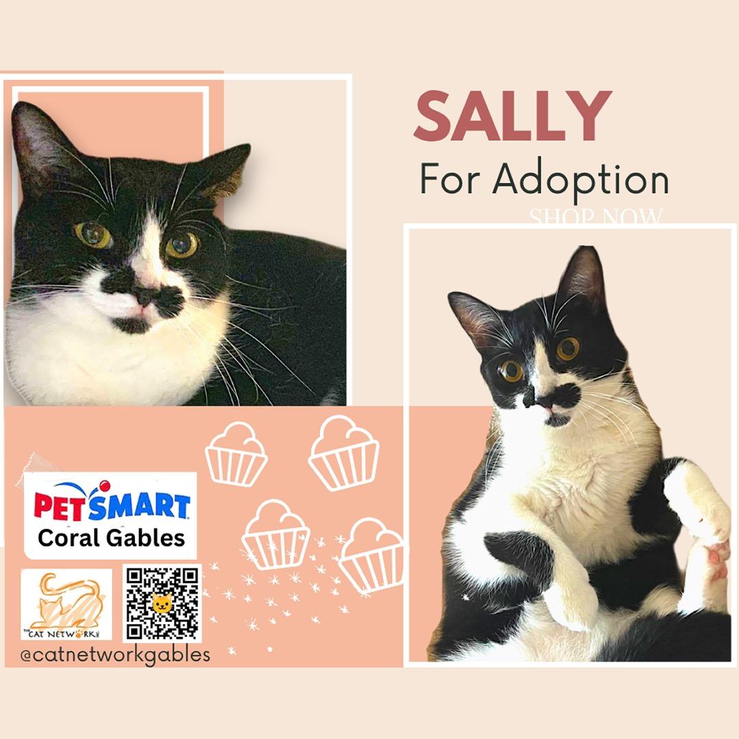 Enlarge Sally, a Adoptable Domestic Short Hair in Miami, FL image 3/4