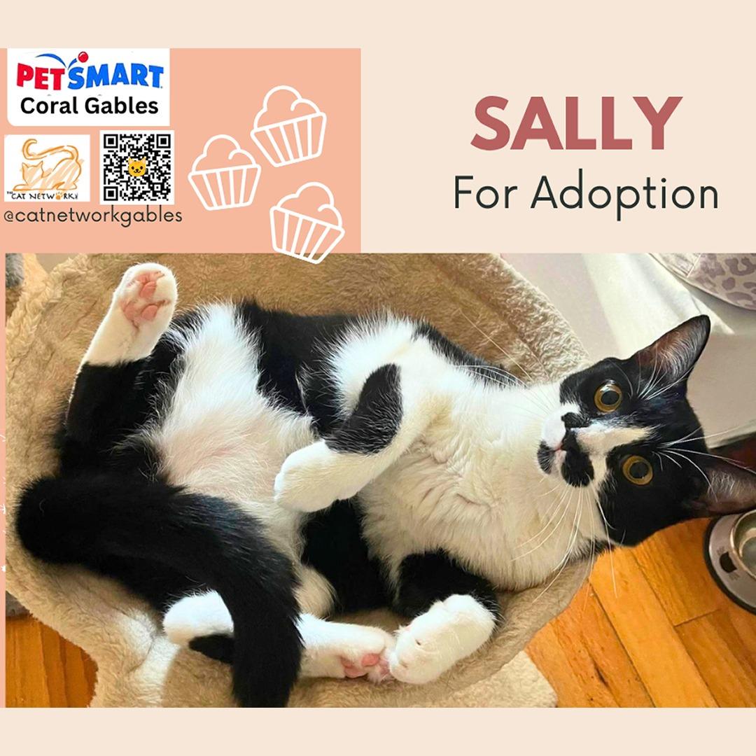 Enlarge Sally, a Adoptable Domestic Short Hair in Miami, FL image 2/4