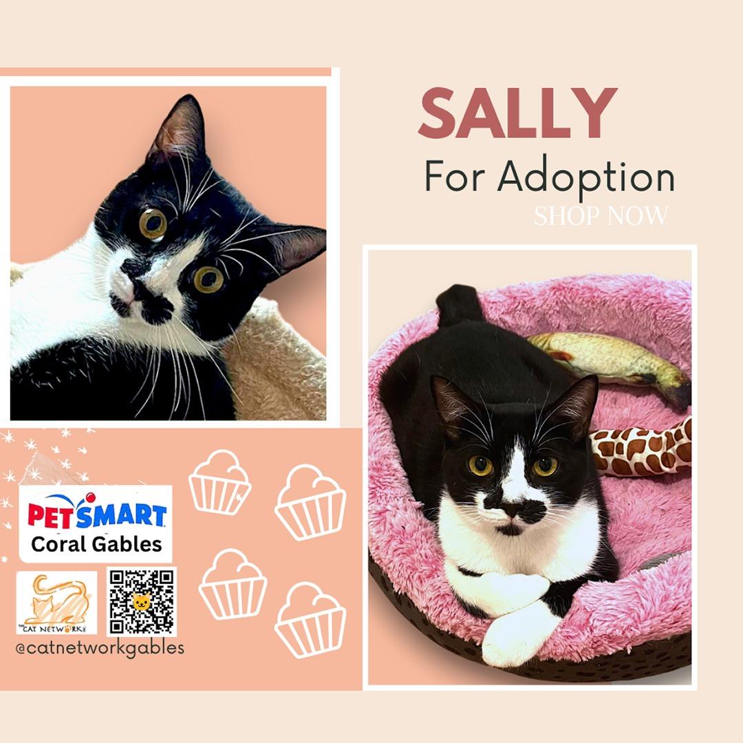 Enlarge Sally, a Adoptable Domestic Short Hair in Miami, FL image 1/4