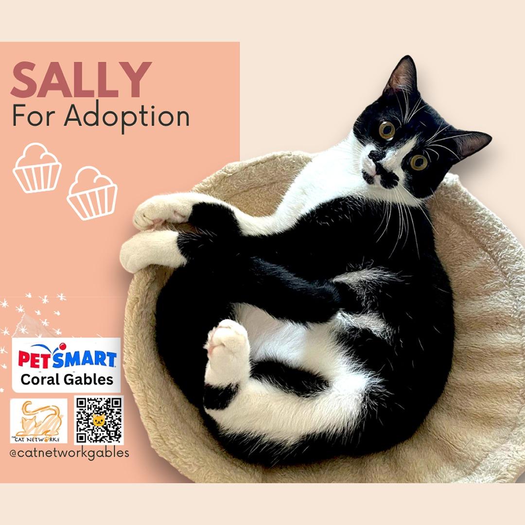 Enlarge Sally, a Adoptable Domestic Short Hair in Miami, FL image 4/4