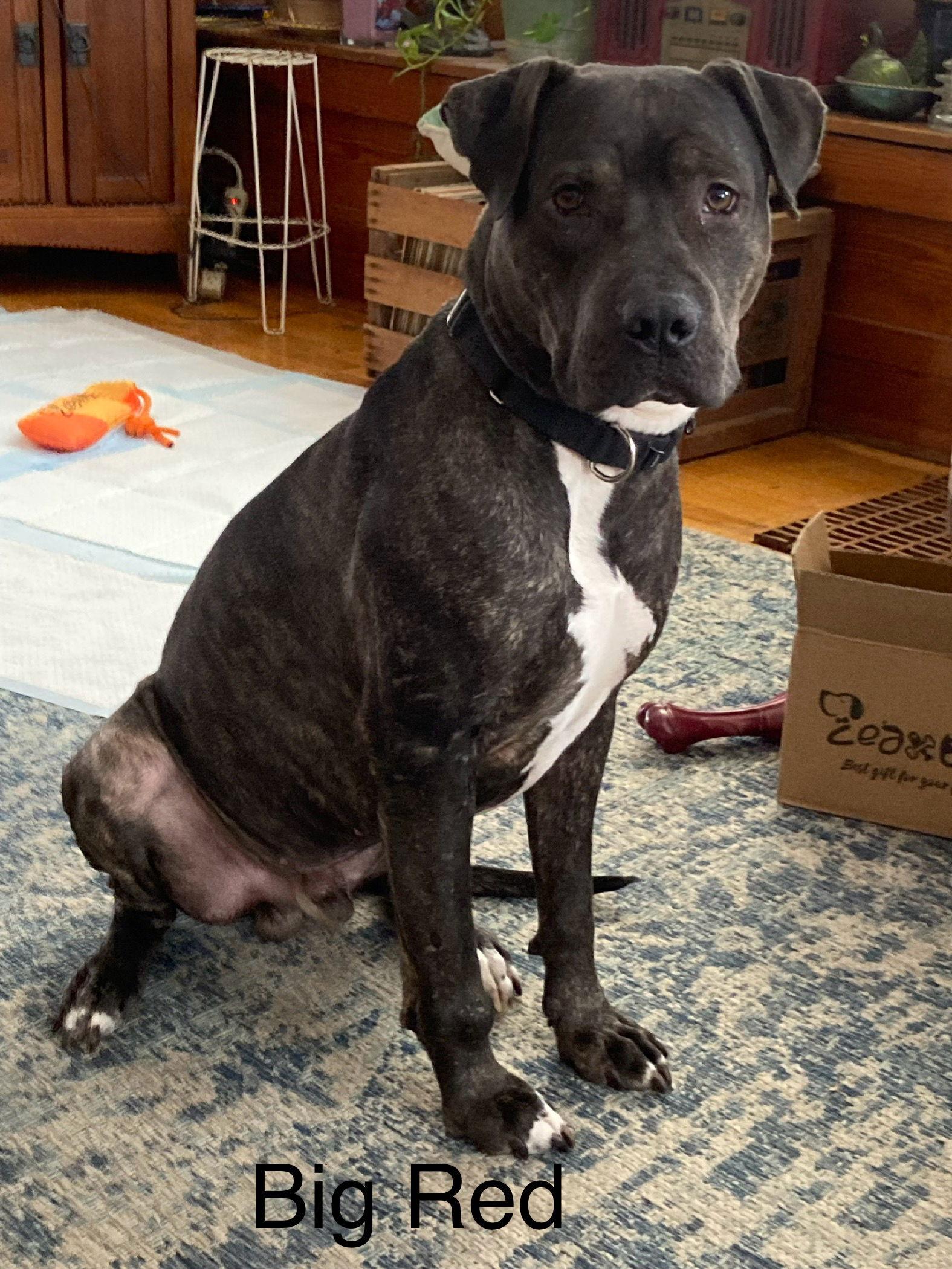 Enlarge Big Red, a Adoptable Pit Bull Terrier in Topeka, KS image 1/1