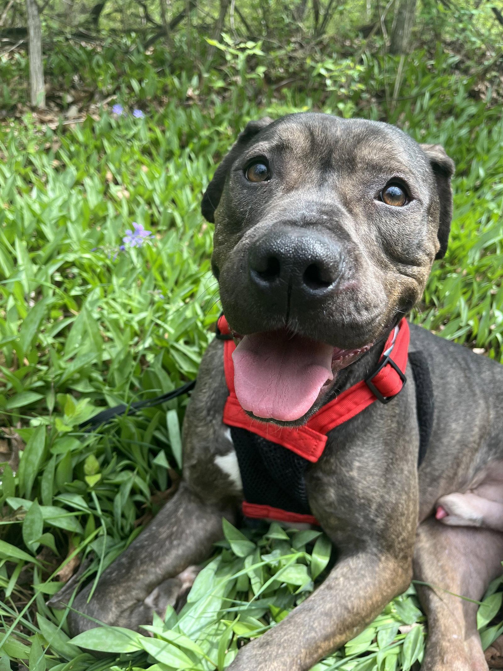 Big Red, Adoptable, Adult Male Pit Bull Terrier.