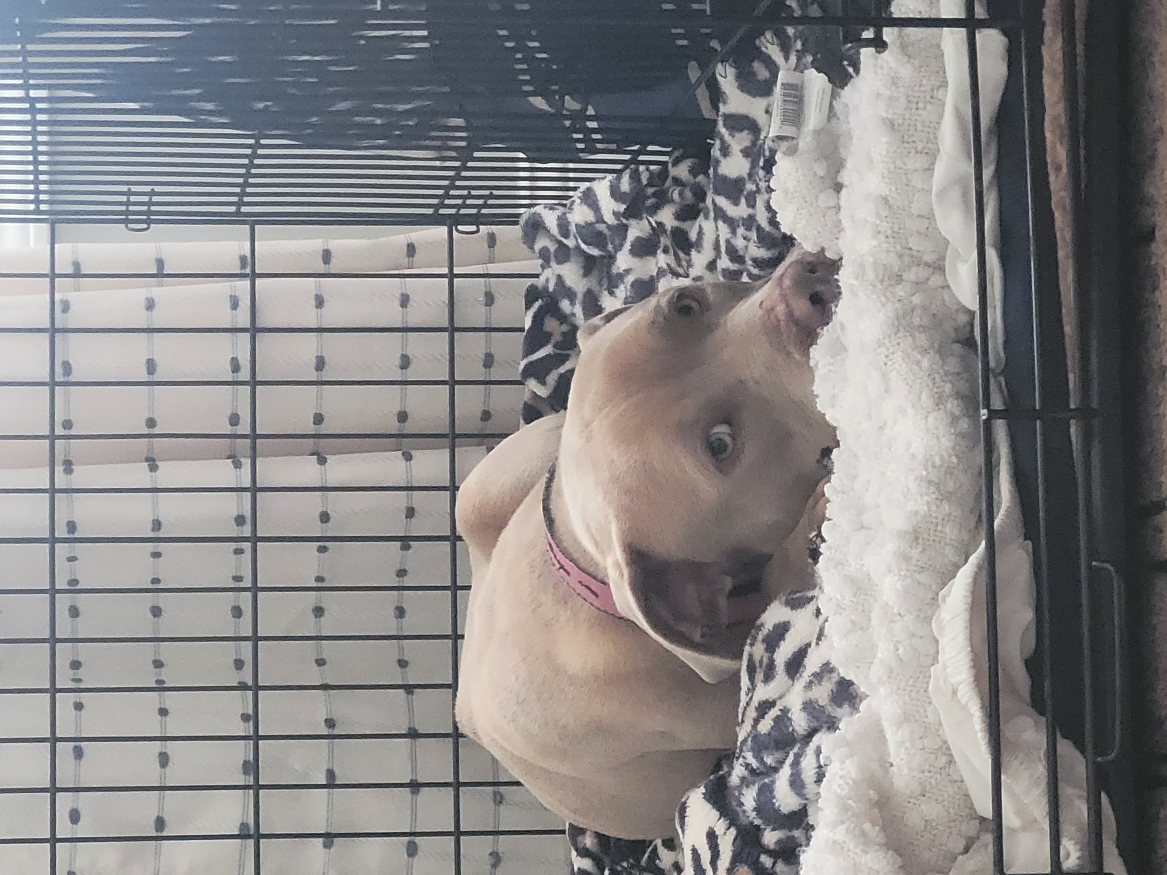 Courtesy Listing- Honey, a Adoptable mixed breed in Carthage, NC image 3/4