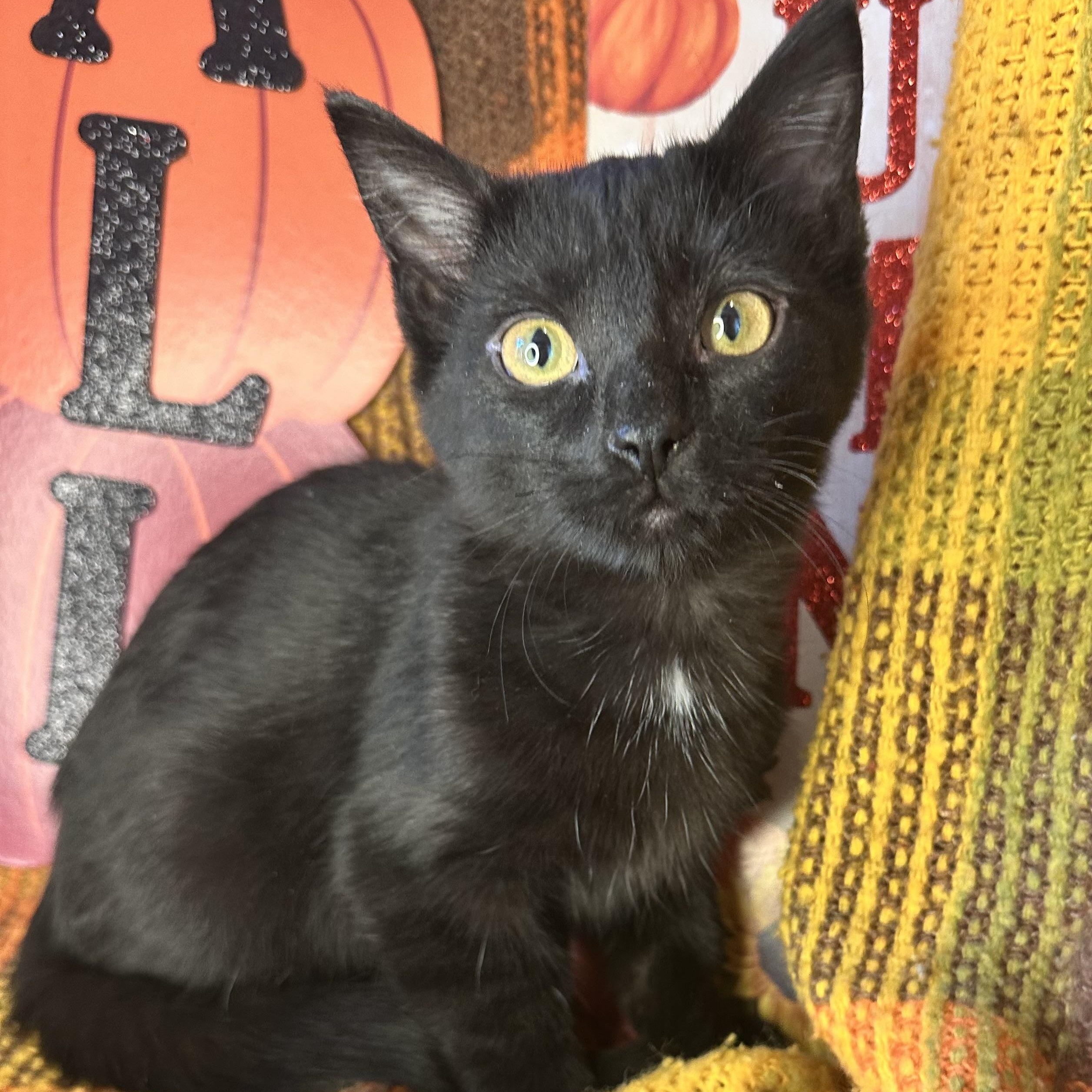 Carmelo, Adoptable, Kitten Male Bombay & Munchkin.