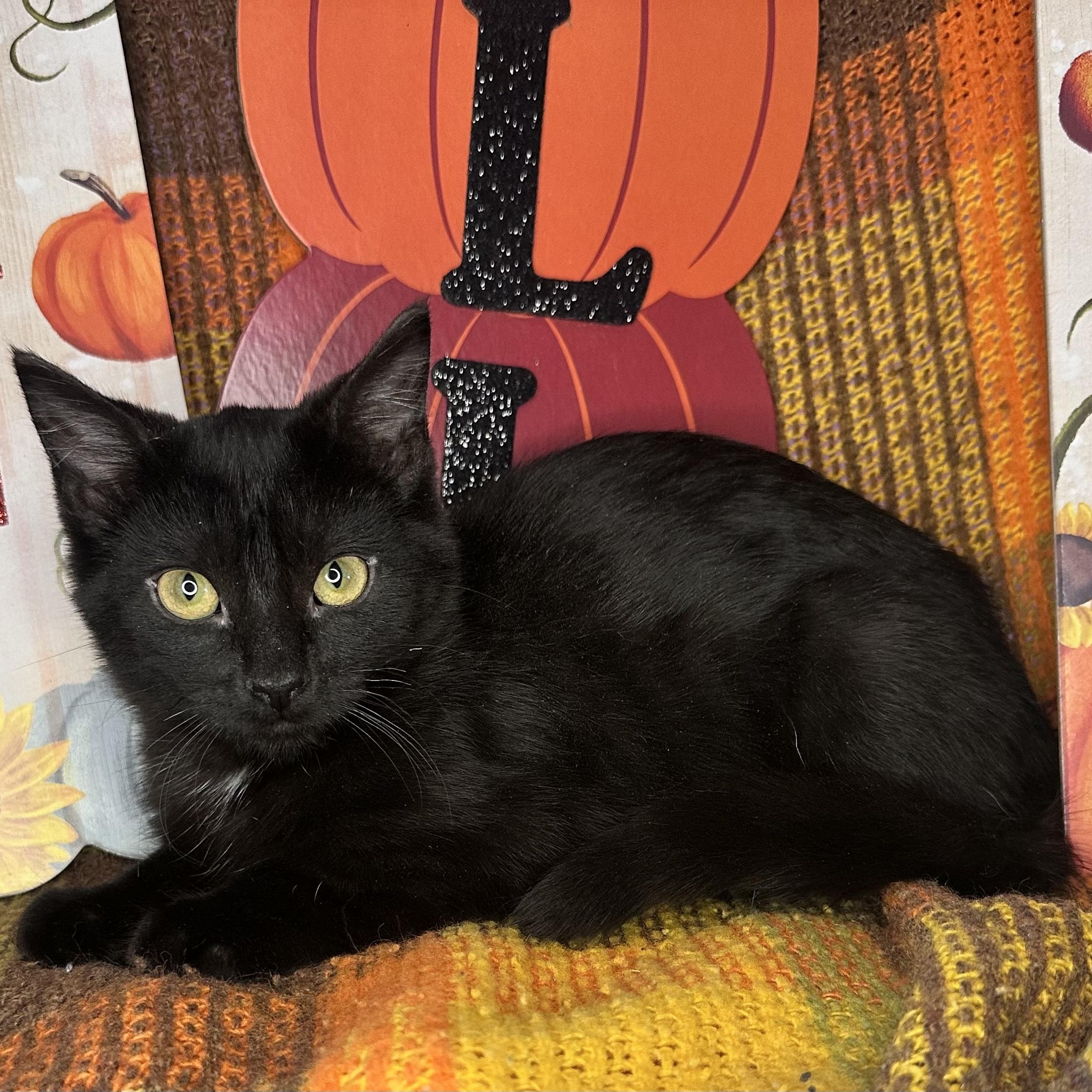 Enlarge Carmelo, a Adoptable mixed breed in Mount Vernon, IL image 5/6