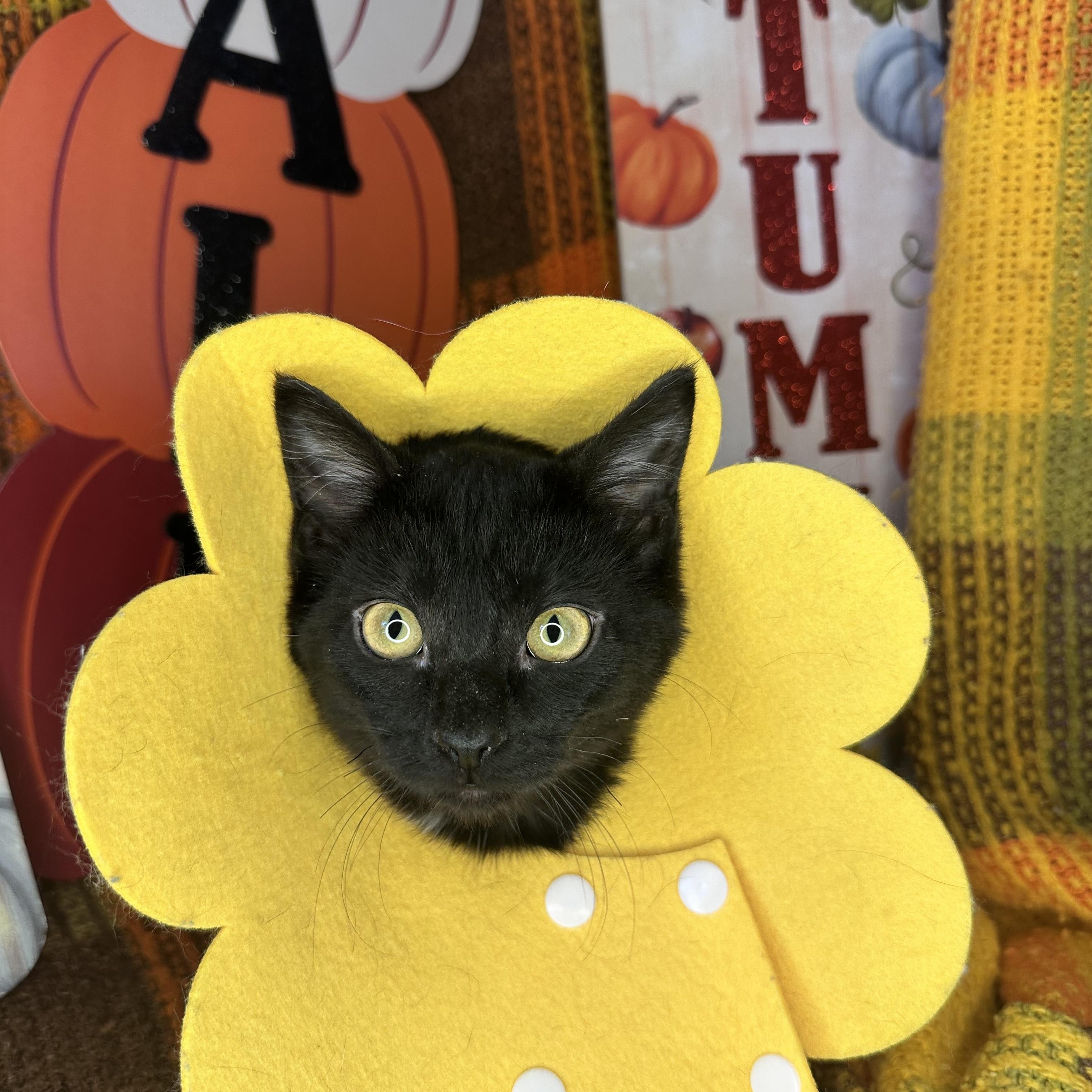 Enlarge Carmelo, a Adoptable mixed breed in Mount Vernon, IL image 3/6