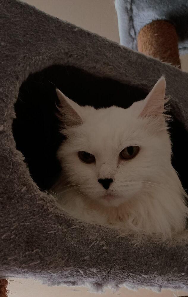 Gen, Adoptable, Senior Female Persian.