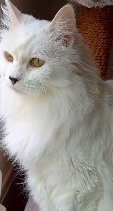 Enlarge Gen, a Adoptable mixed breed in Eugene, OR image 3/3