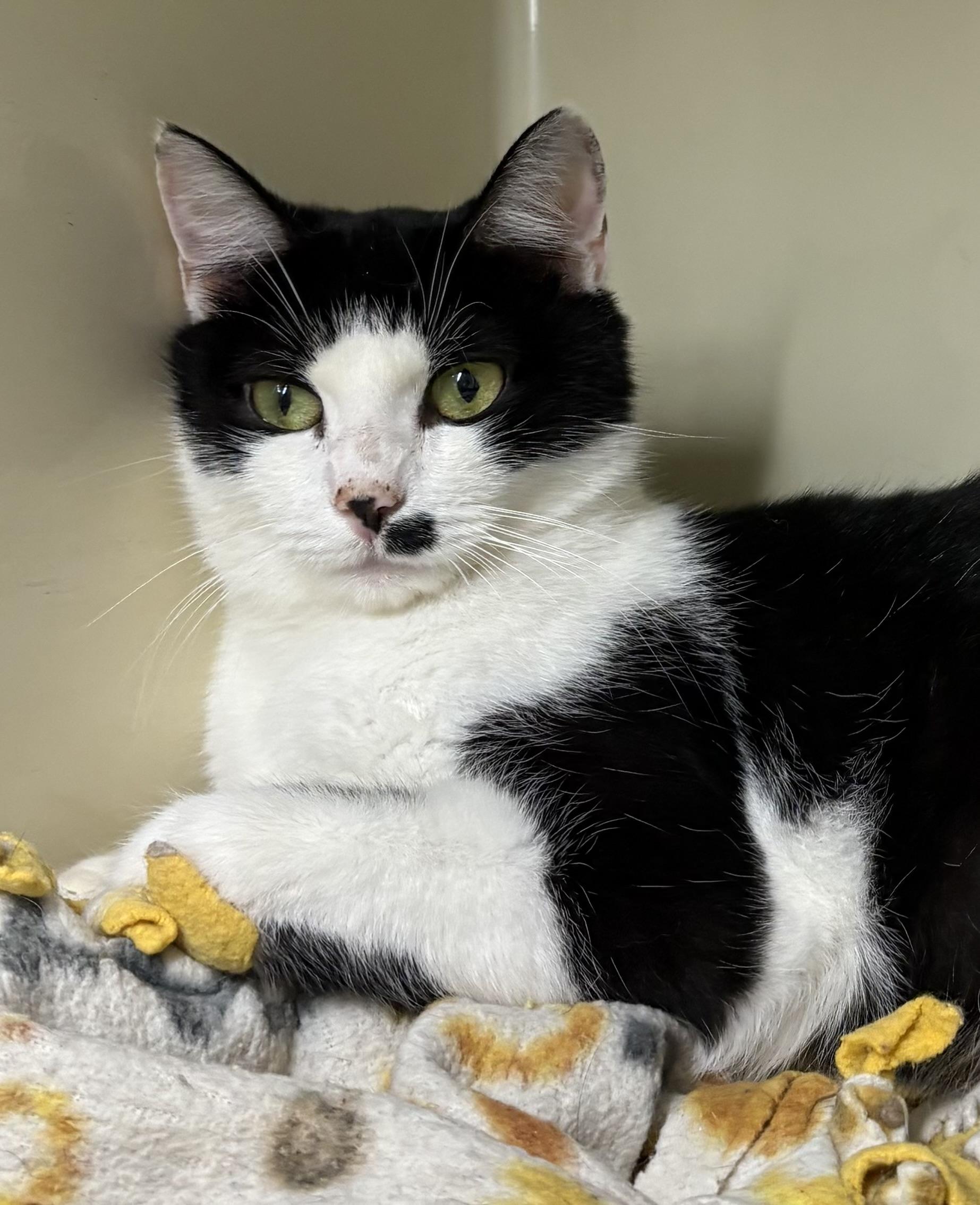 Enlarge Alice, a Adopted Domestic Short Hair in Mansfield, CT image 1/1