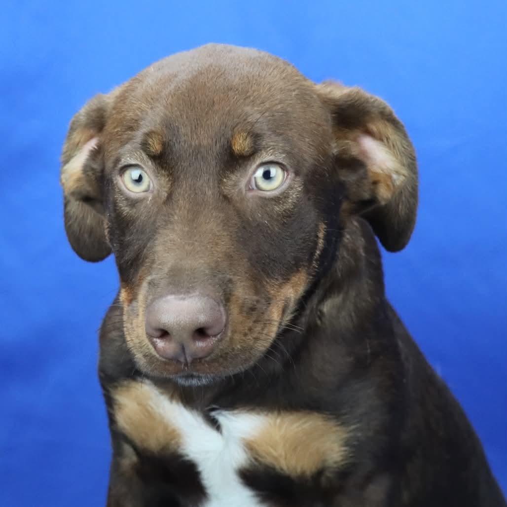 Enlarge Polaris in NH. Come Meet our Adoptable Dogs Wednesday-Saturday. More info in Bio, a Adoptable mixed breed in Manchester, NH image 2/2