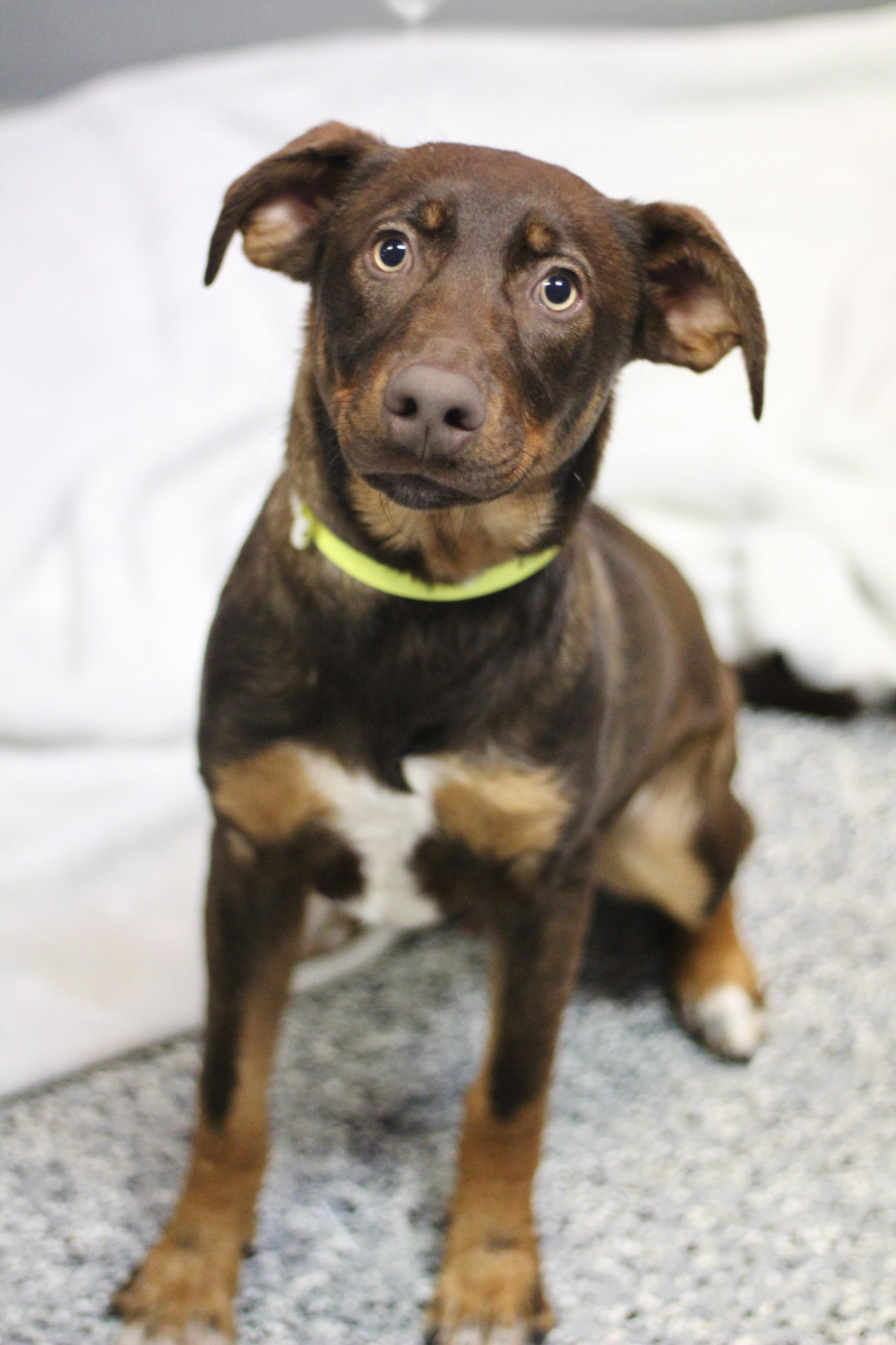 Polaris in NH. Come Meet our Adoptable Dogs Wednesday-Saturday. More info in Bio, Adoptable, Puppy Male Chocolate Labrador Retriever.