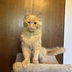 Enlarge Simon, an adopted Domestic Long Hair in Clawson, MI image 1/3