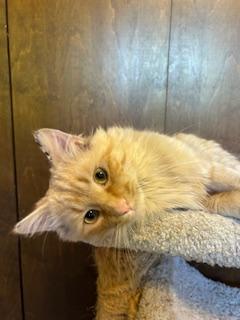 Enlarge Simon, an adopted Domestic Long Hair in Clawson, MI image 2/3