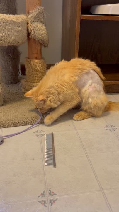 Enlarge Simon, an adopted Domestic Long Hair in Clawson, MI video 3/3
