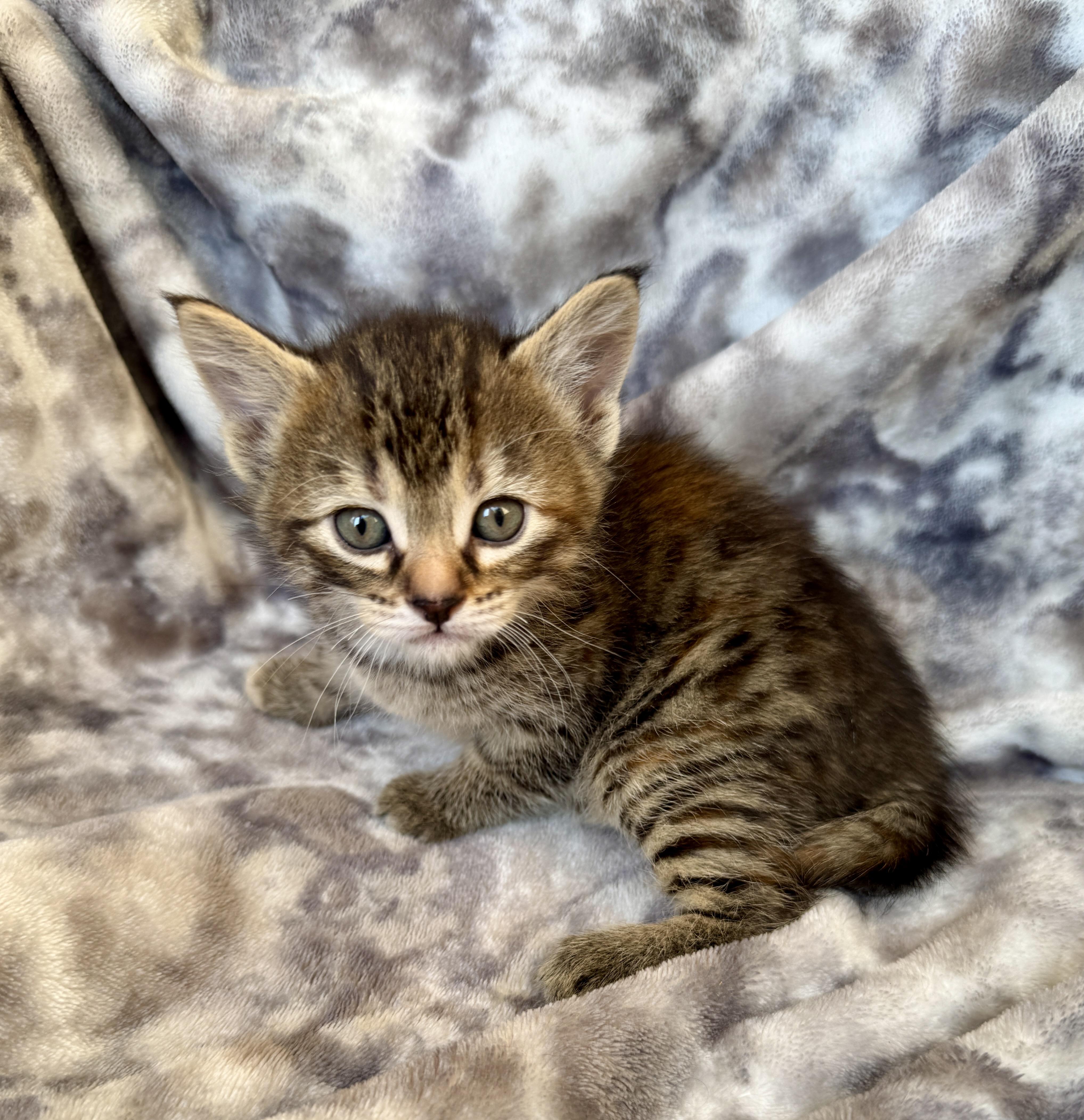 Enlarge Slade, a ADOPTABLE Domestic Short Hair in Port Washington, WI image 4/4