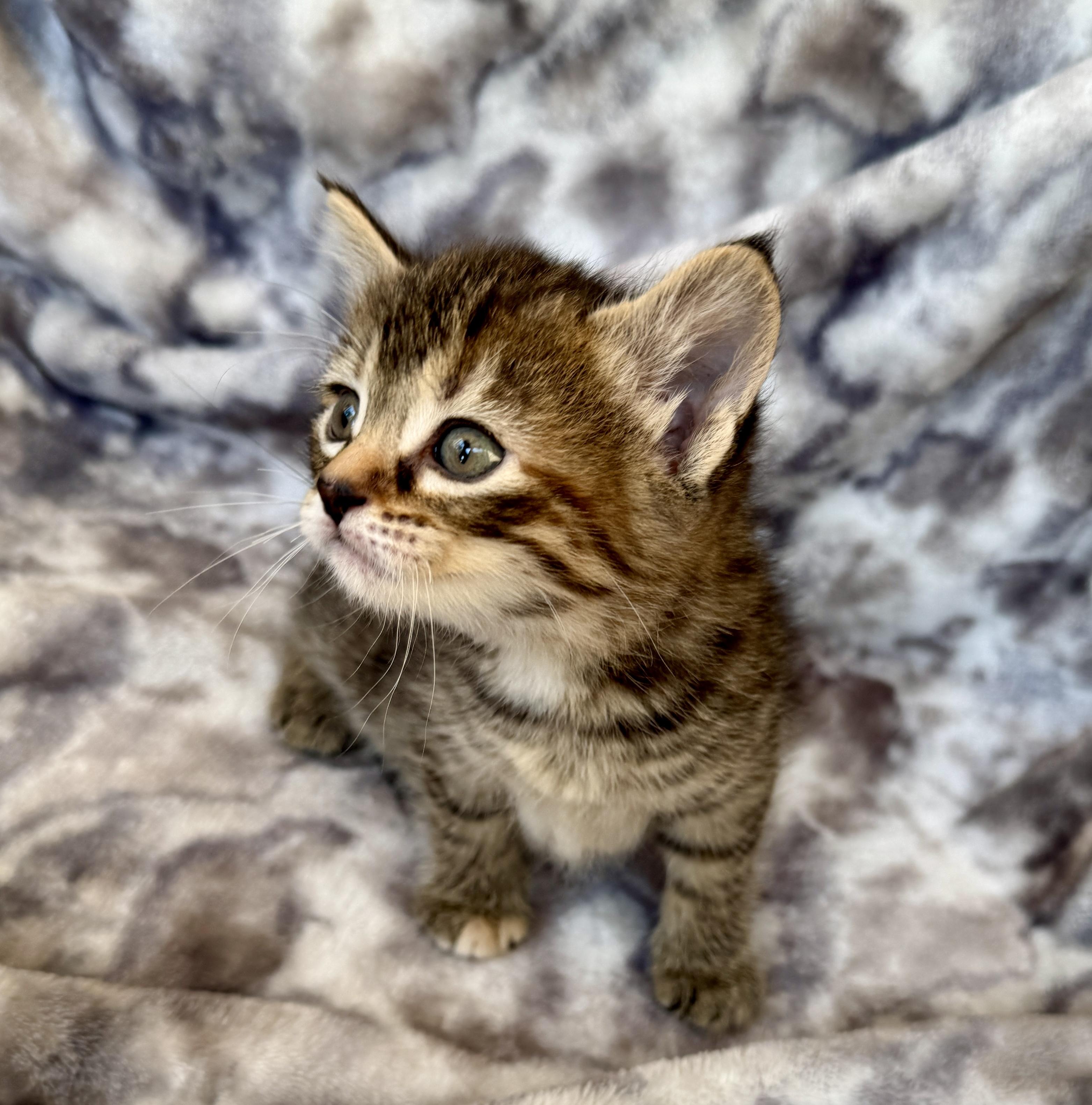 Enlarge Slade, a ADOPTABLE Domestic Short Hair in Port Washington, WI image 2/4