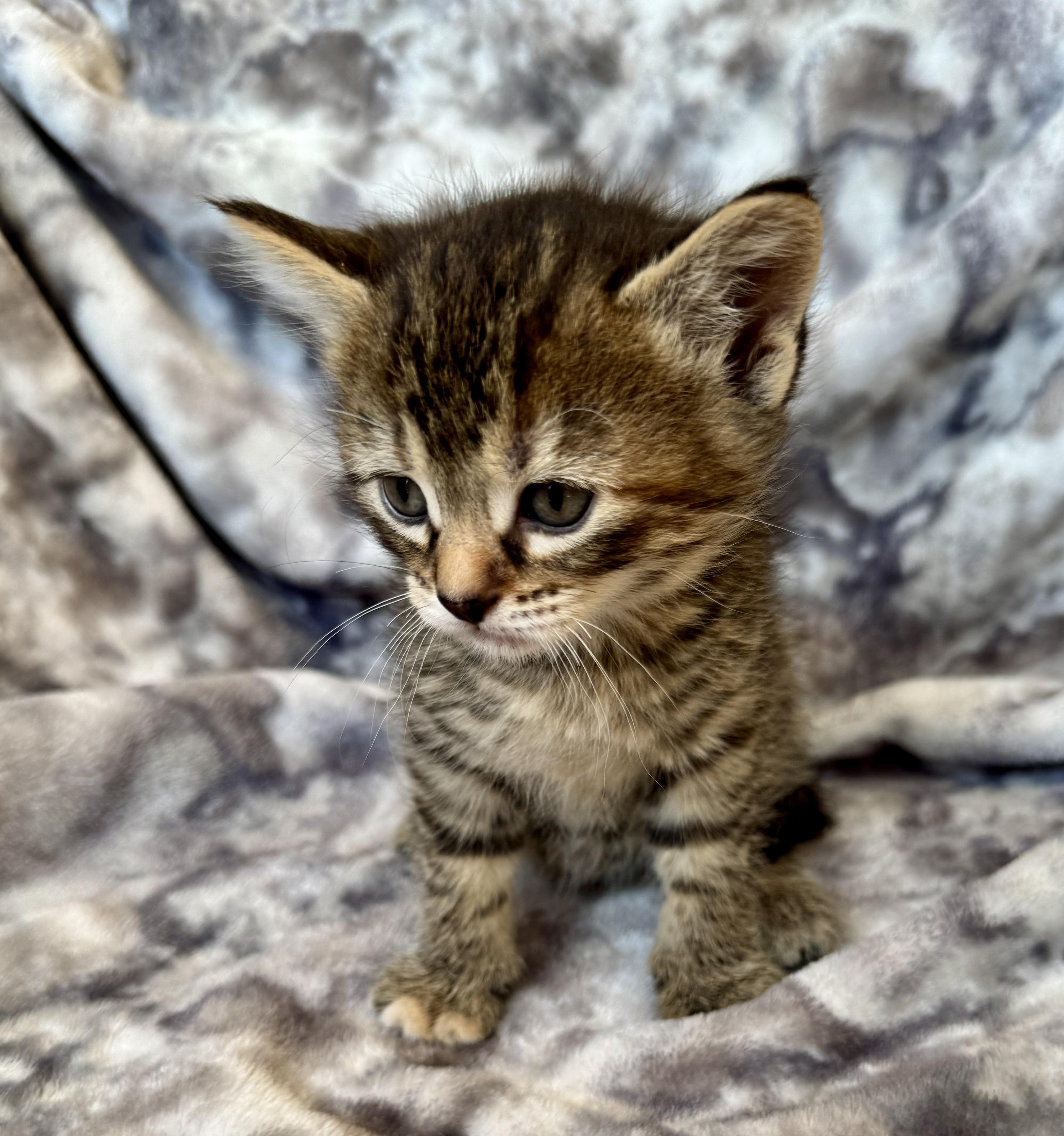 Enlarge Slade, a ADOPTABLE Domestic Short Hair in Port Washington, WI image 3/4