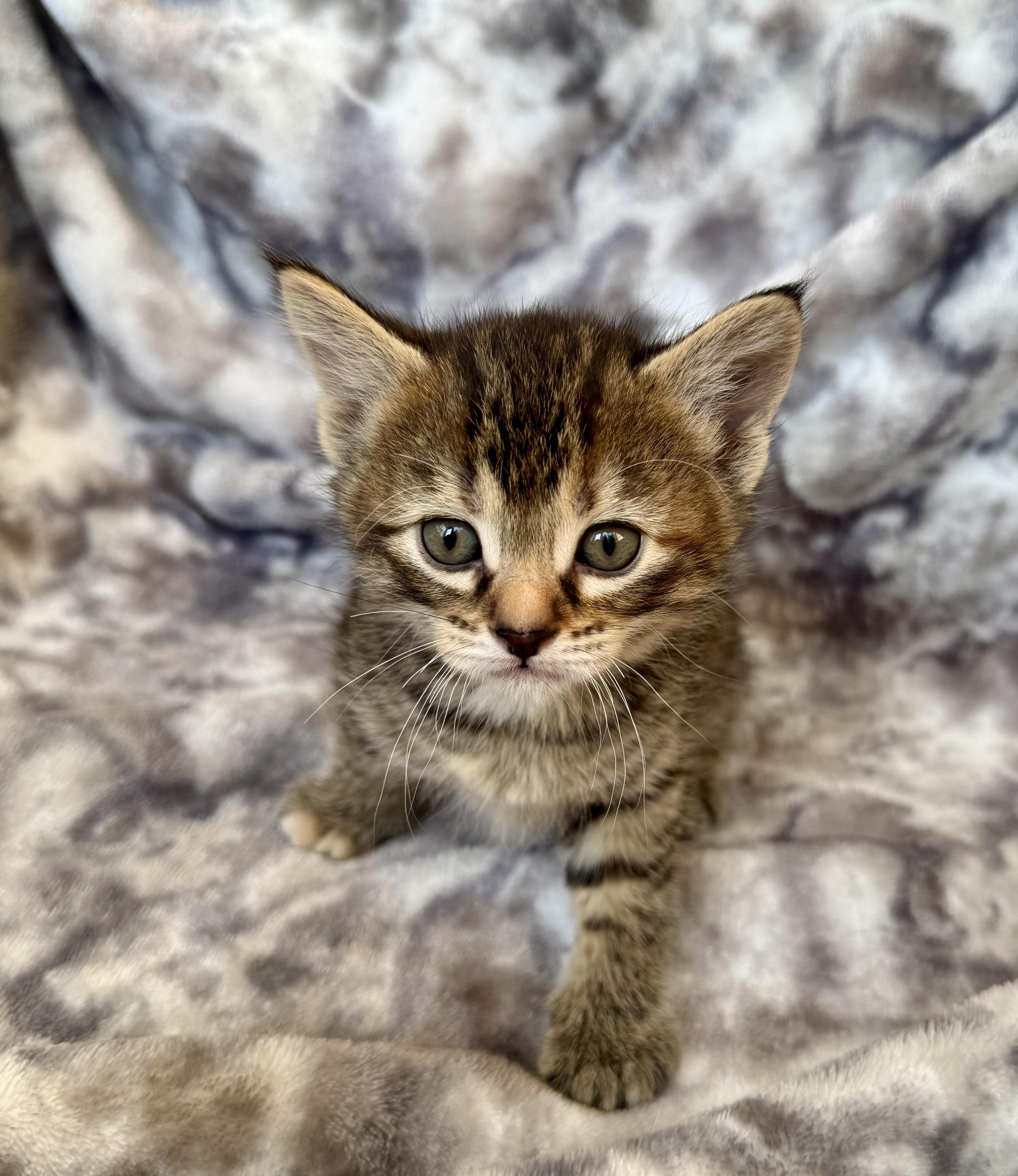 Enlarge Slade, a ADOPTABLE Domestic Short Hair in Port Washington, WI image 1/4