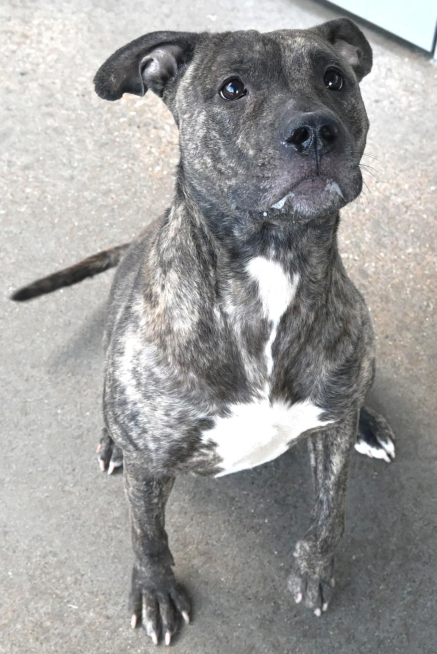 22586 "Princess", ADOPTABLE, Adult Female Pit Bull Terrier.