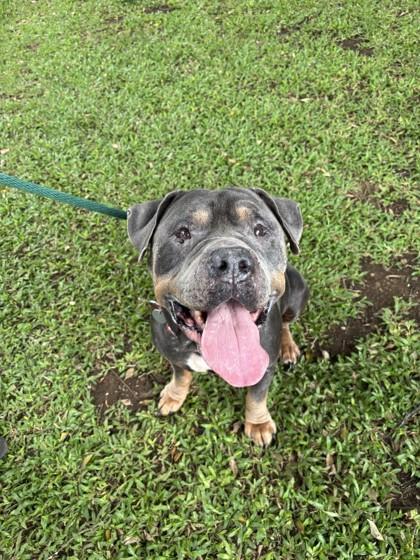 Smash The Gentle Giant — thumbnail 2