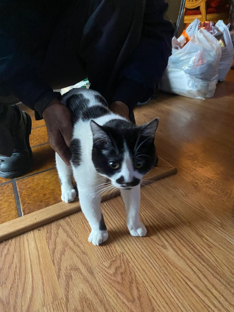 Simba, an adoptable Domestic Short Hair in San Juan Capistrano, CA_image-1
