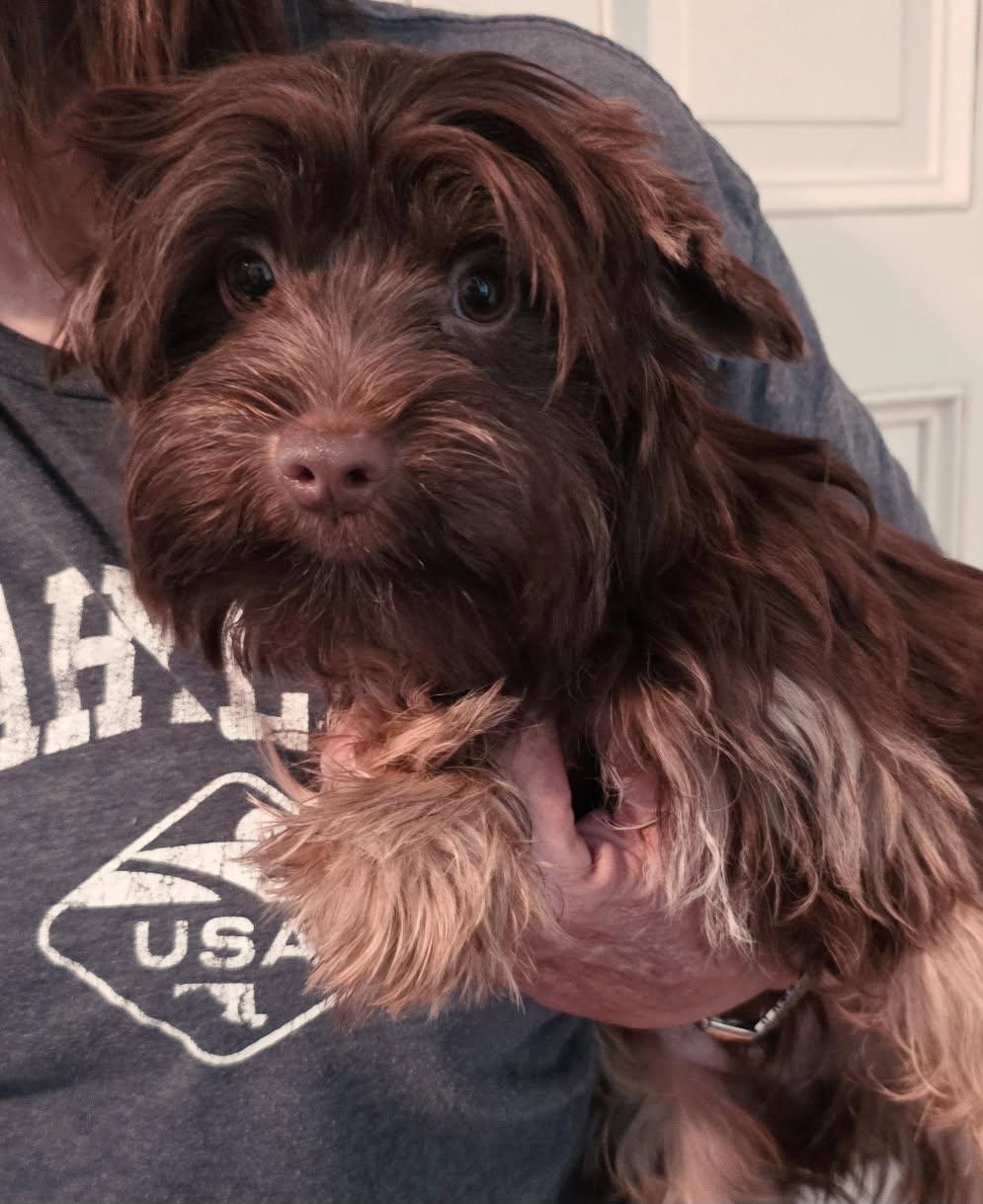 Enlarge Sage, an adopted Yorkshire Terrier in Cambridge, MD image 1/1