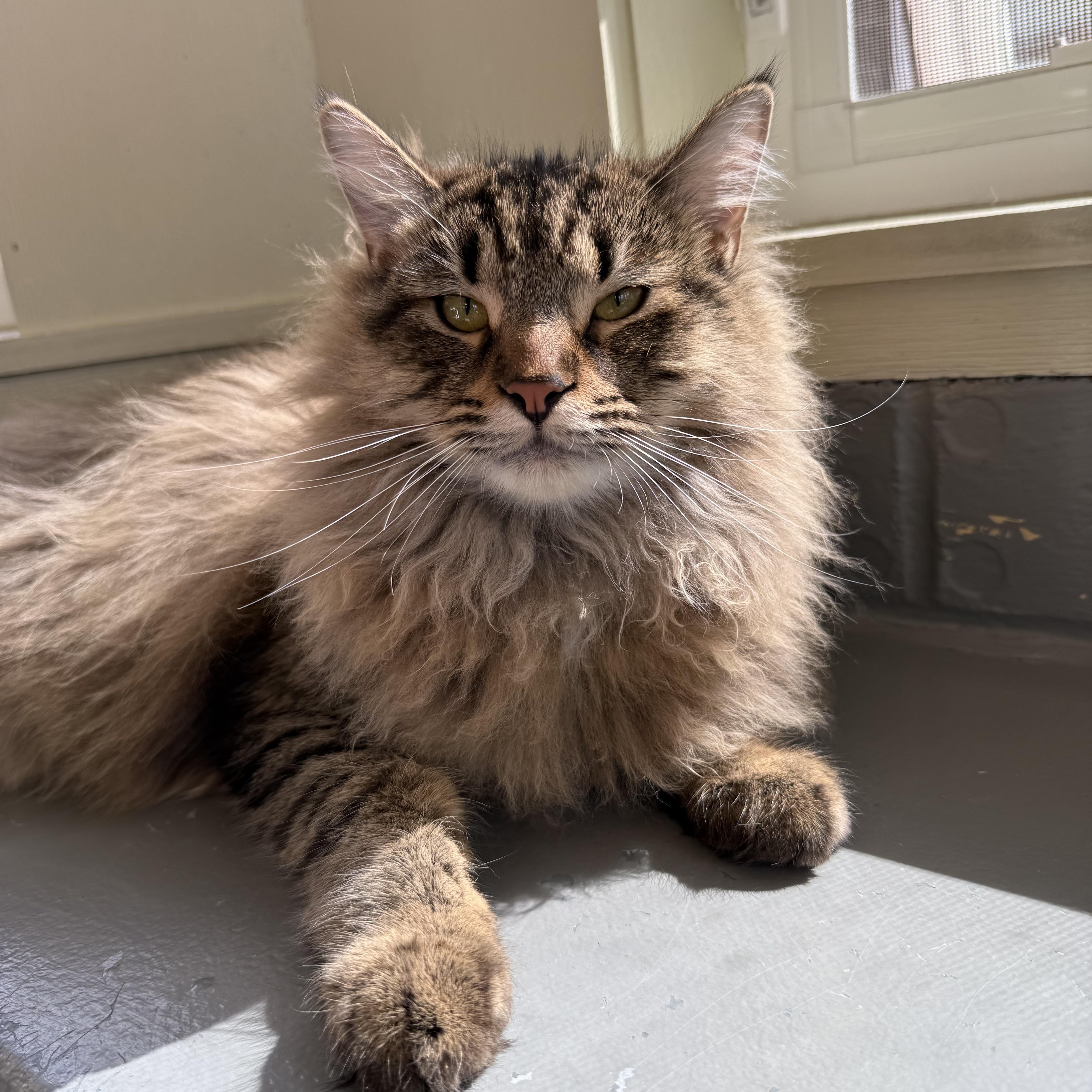 Enlarge Milo, an adopted mixed breed in Latrobe, PA image 2/3