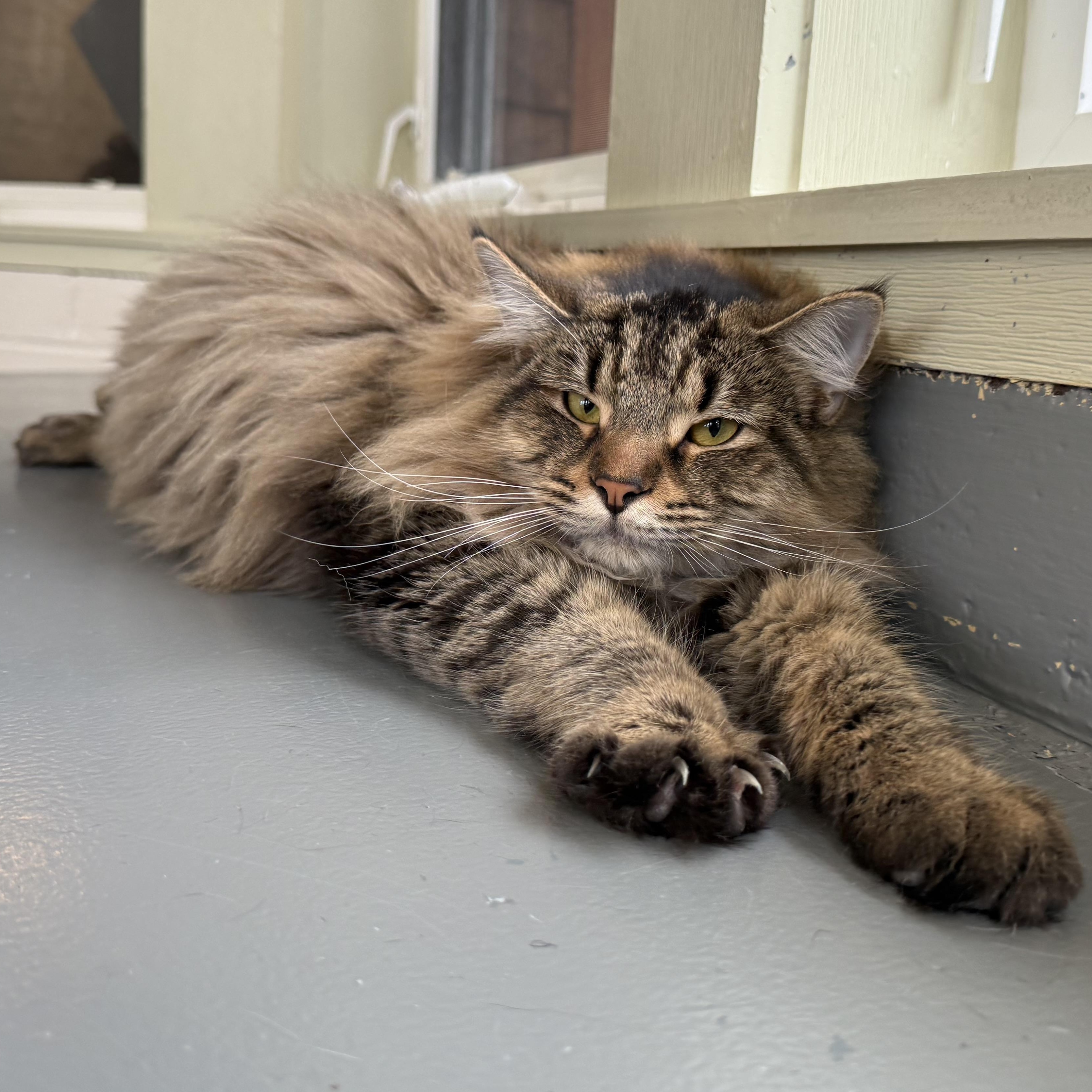 Enlarge Milo, an adopted mixed breed in Latrobe, PA image 3/3