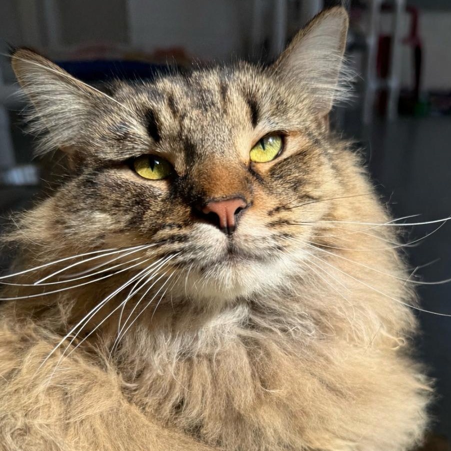 Milo, adopted, Young Male Domestic Long Hair.