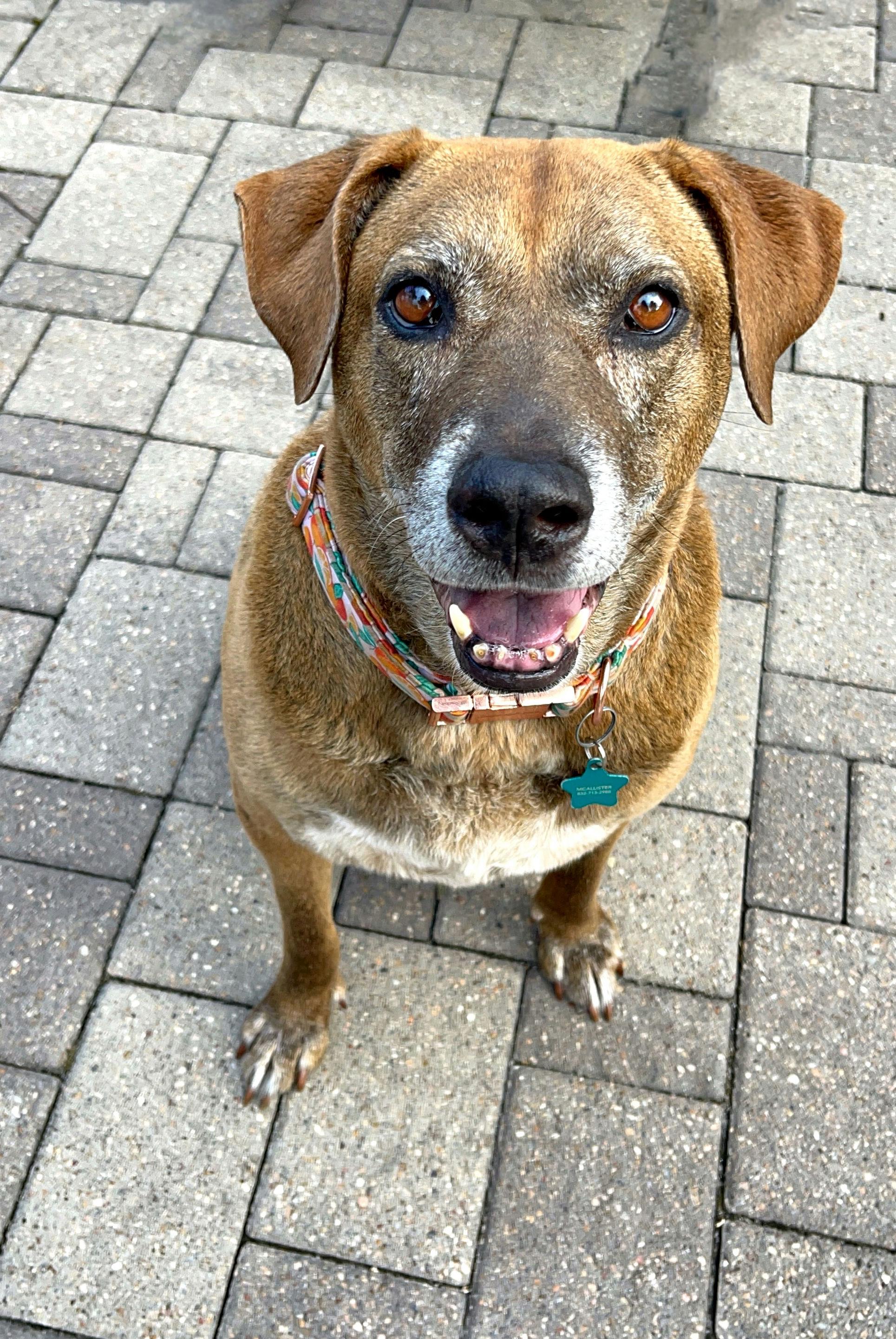 Izzy, Adult Female Chocolate Labrador Retriever