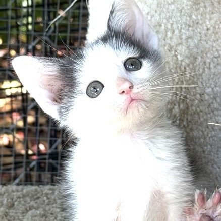 Squid, adoptable, Kitten Male Domestic Short Hair.