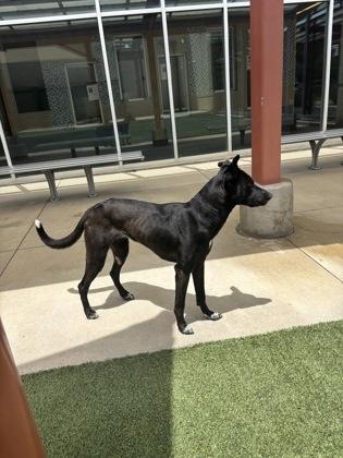 Scout, Adoptable, Adult Female Mixed Breed & Mixed Breed.