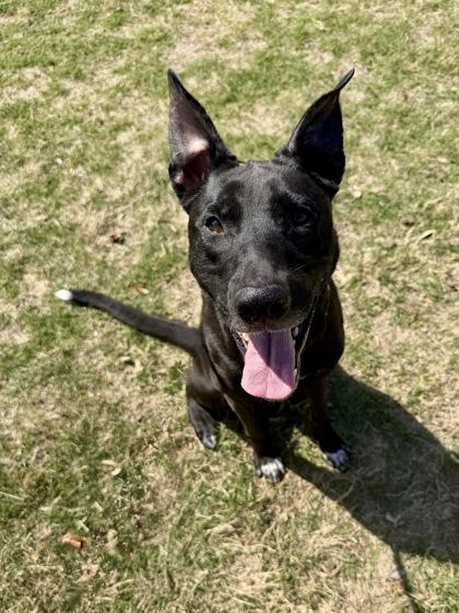 Enlarge Scout, a Adoptable mixed breed in Fort Worth, TX image 2/3