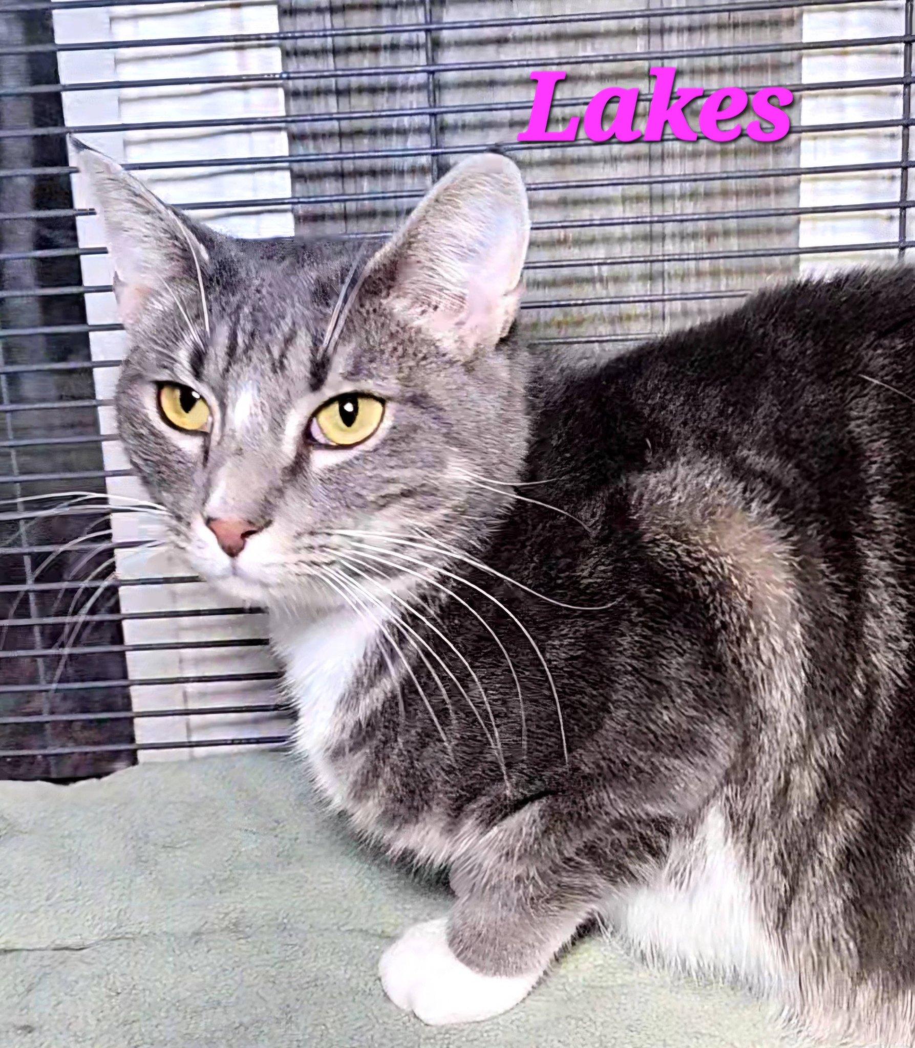 Lakes, Adoptable, Adult Female Domestic Short Hair.
