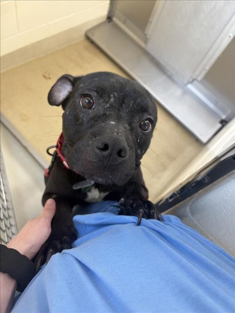 BOOGIE, Adoptable, Young Male Pit Bull Terrier.