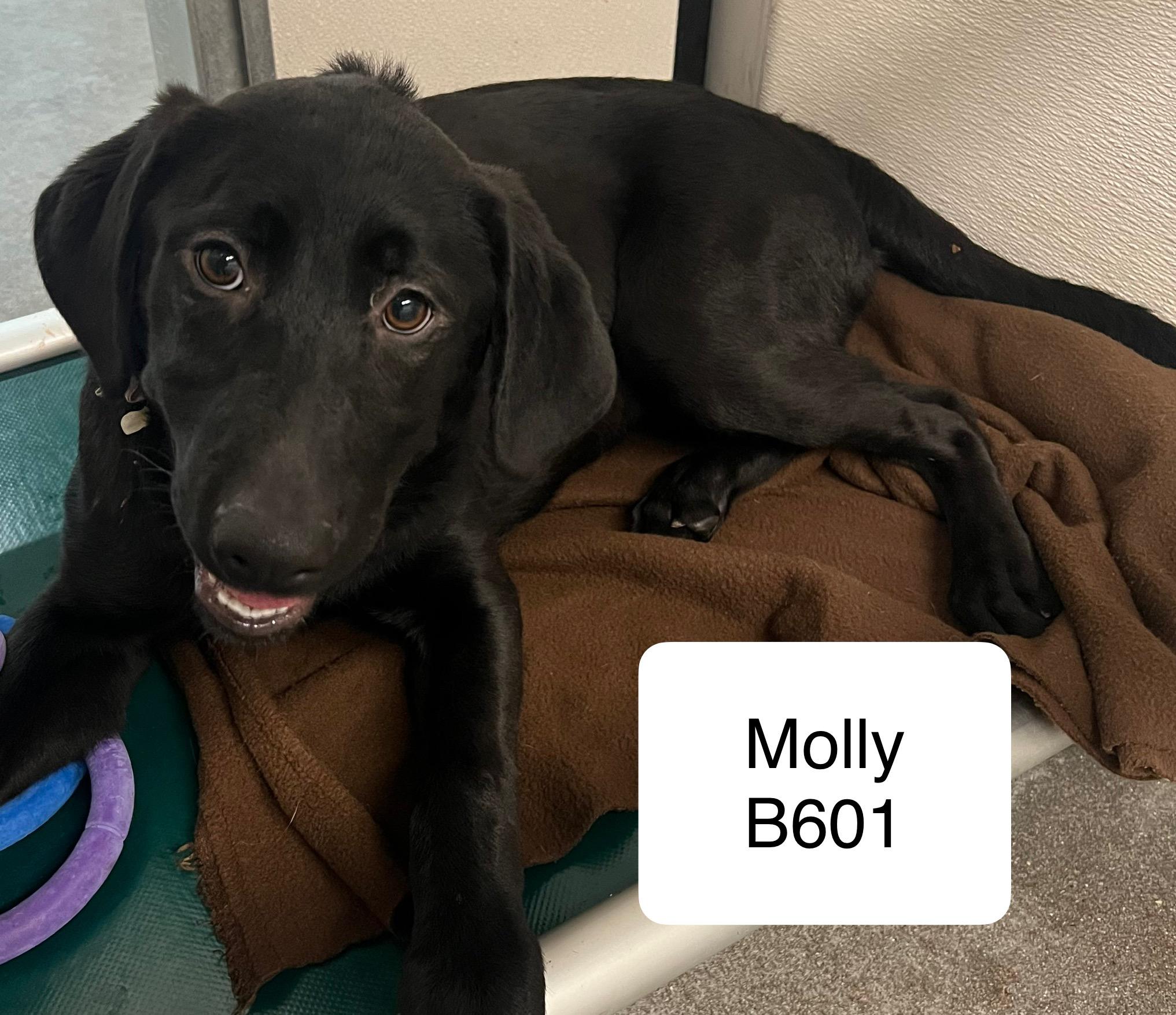 Molly thumbnail 2