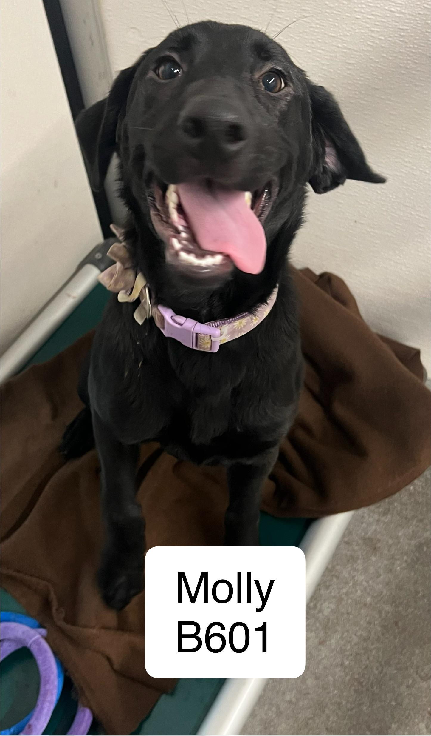 Molly photo 1