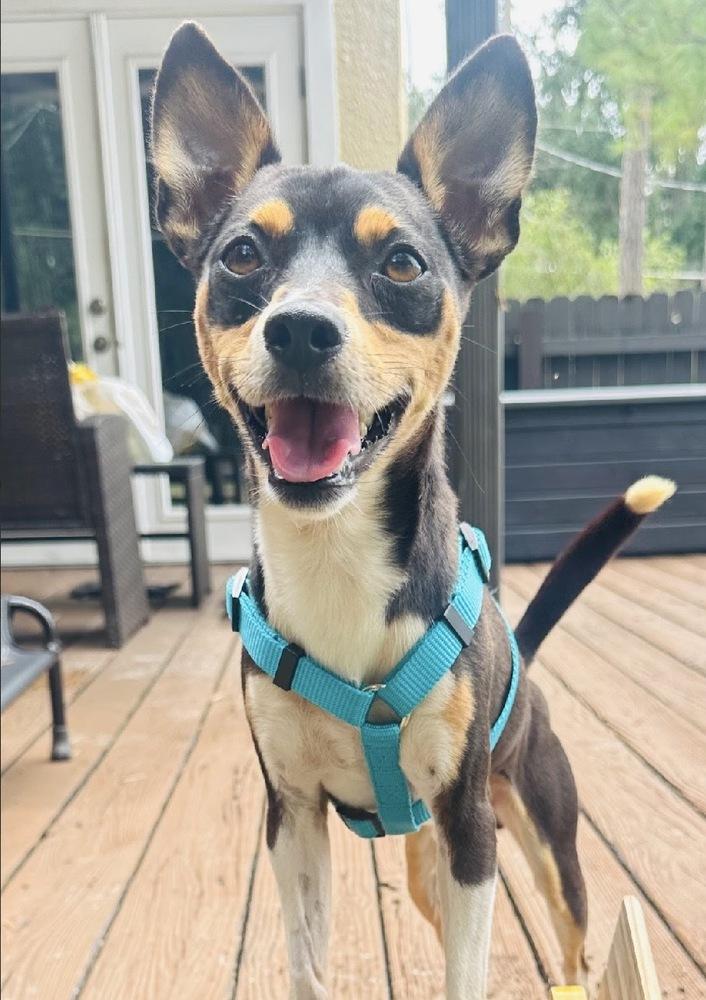 Nissan, Adoptable, Adult Male Rat Terrier.