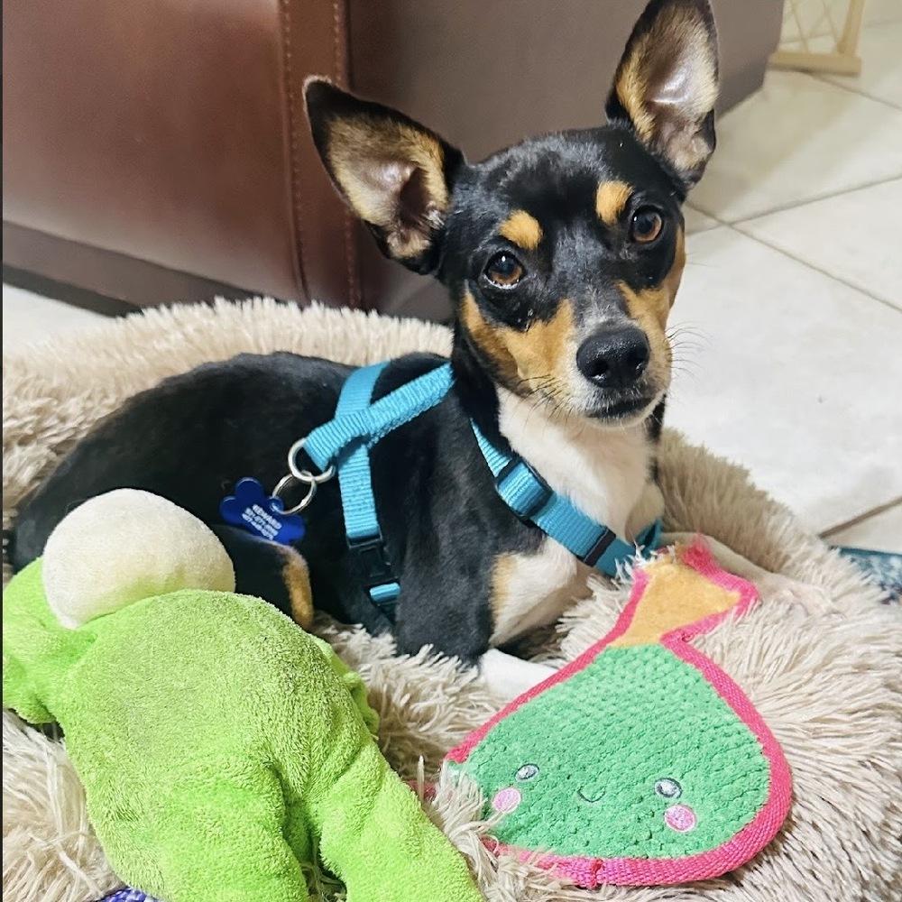 Enlarge Nissan, a Adoptable Rat Terrier in Orlando, FL image 2/6