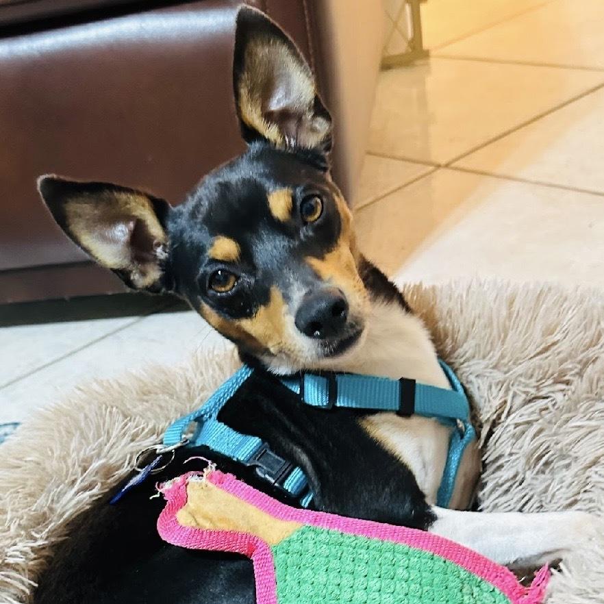 Enlarge Nissan, a Adoptable Rat Terrier in Orlando, FL image 3/6