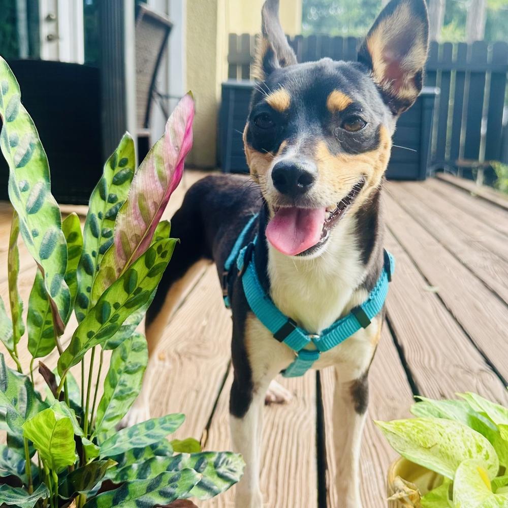 Enlarge Nissan, a Adoptable Rat Terrier in Orlando, FL image 4/6