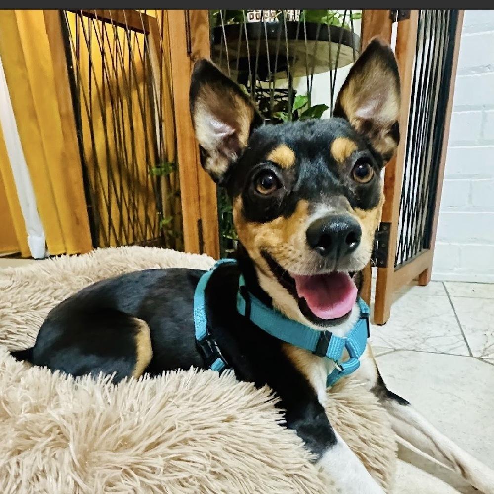 Enlarge Nissan, a Adoptable Rat Terrier in Orlando, FL image 5/6