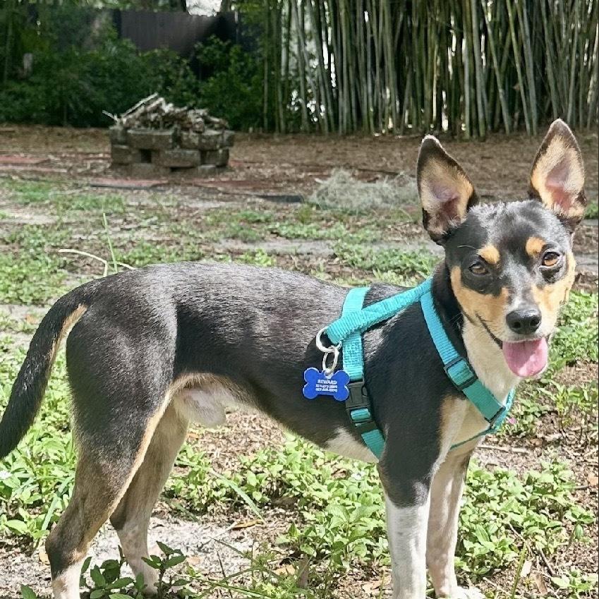 Enlarge Nissan, a Adoptable Rat Terrier in Orlando, FL image 6/6